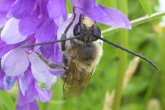 Eucera longicornis