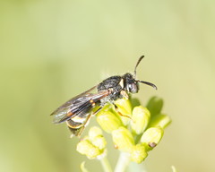 Masarinae