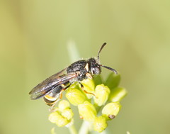 Masarinae