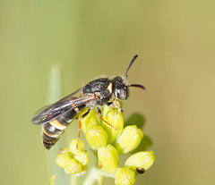 Masarinae
