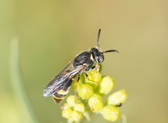 Masarinae