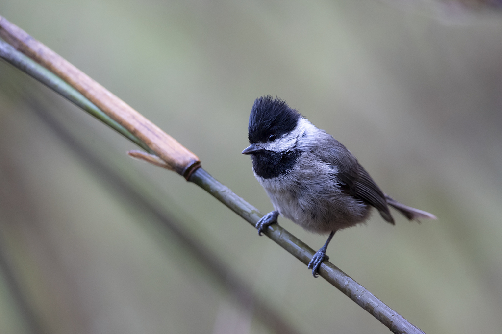 Black-bibbed Tit photo