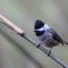 Black-bibbed Tit - Photo (c) Niall Perrins, some rights reserved (CC BY-NC), uploaded by Niall Perrins