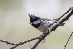 Periparus ater aemodius