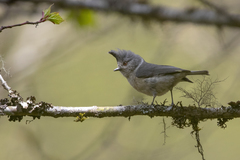 Lophophanes dichrous
