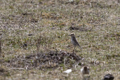 Pseudopodoces humilis