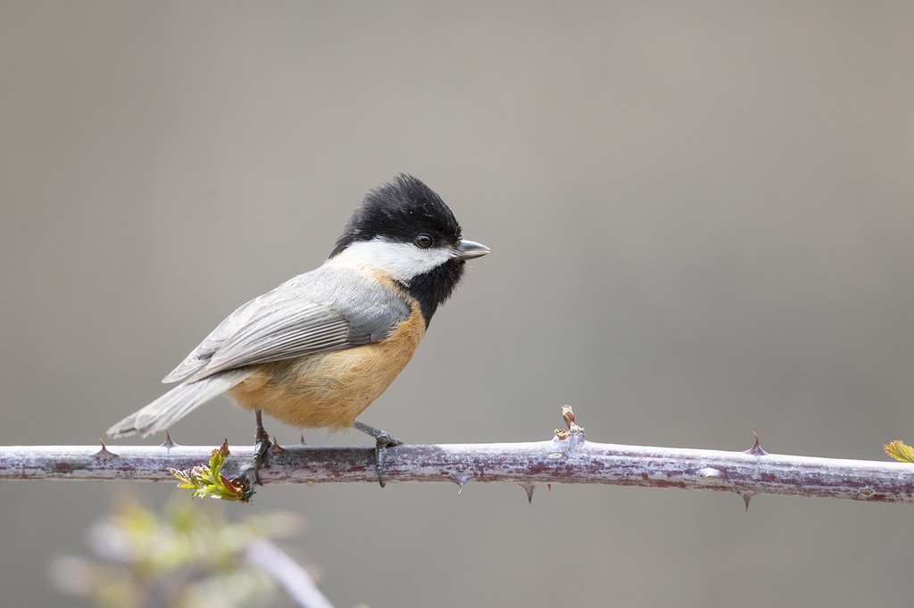 Pere David's Tit