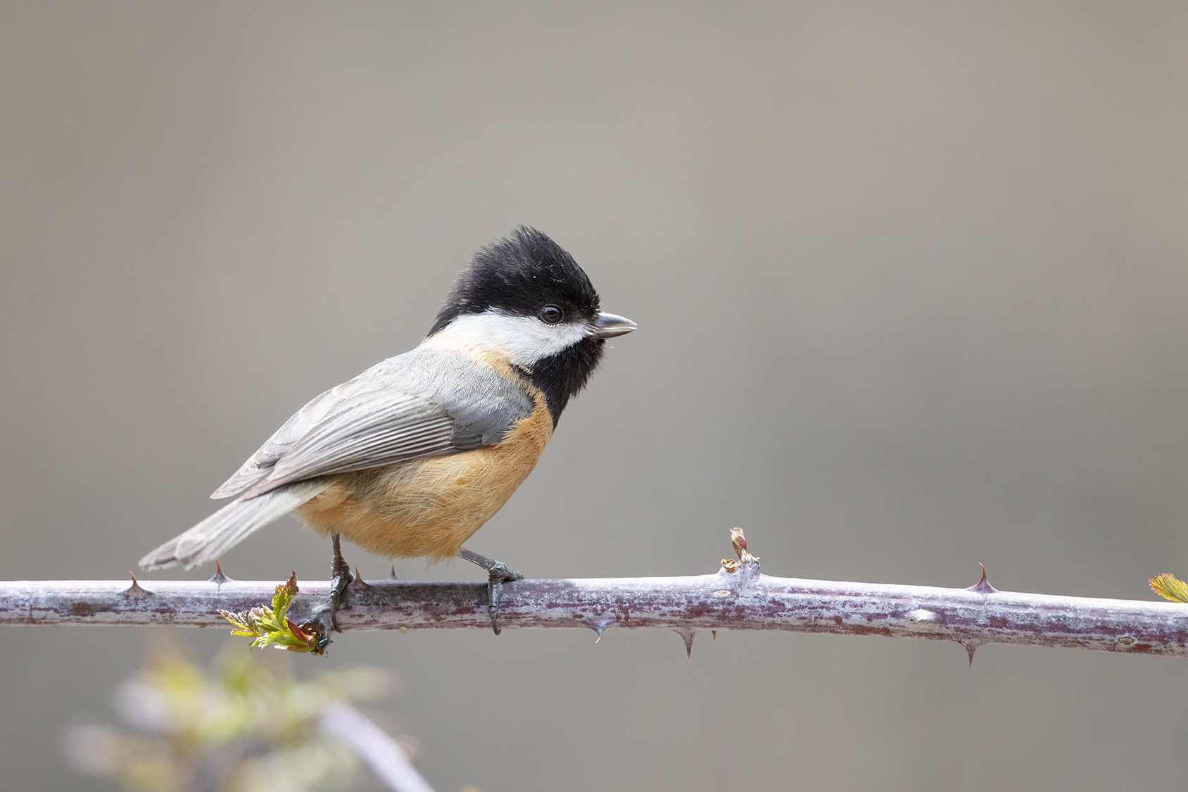 Pere David's Tit illustration