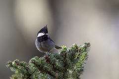 Periparus rubidiventris