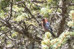 Leptopoecile elegans