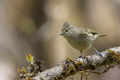 Sylviparus modestus
