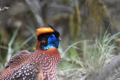 Tragopan temminckii