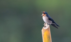 Hirundo tahitica