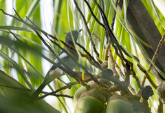 Copsychus mindanensis