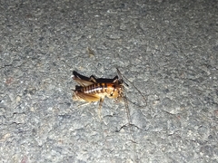 Hemiandrus pallitarsis