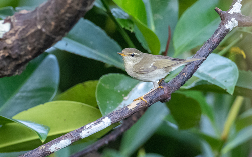 Arctic Warbler (Phylloscopus borealis), photo 10