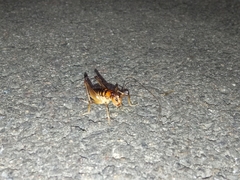 Hemiandrus pallitarsis