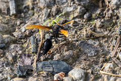 Delta pyriforme philippinense