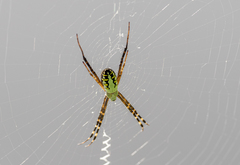 Argiope catenulata
