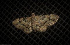 Gymnoscelis lophopus
