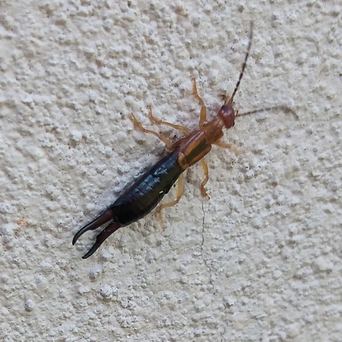 African Common Earwig