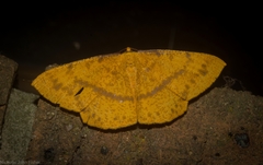 Eumelea rosalia
