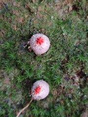 Calostoma japonicum