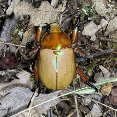 Anoplognathus montanus