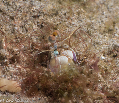 Odontodactylus scyllarus