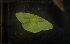 Comostola leucomerata