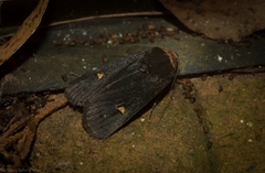 Proteuxoa testaceicollis