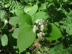 Viburnum burejaeticum