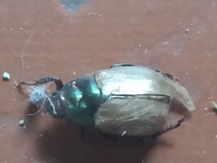 Anomala testaceipennis