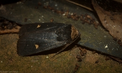 Proteuxoa testaceicollis