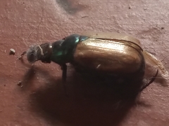 Anomala testaceipennis