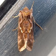 Chrysodeixis chalcites