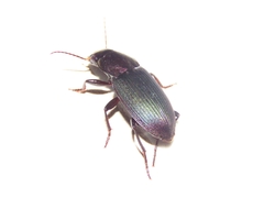 Neoaulacoryssus speciosus