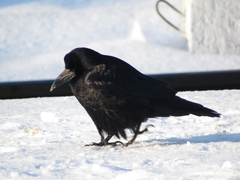 Corvus frugilegus