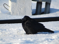 Corvus frugilegus