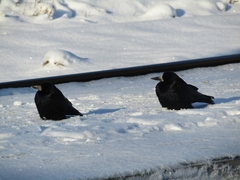 Corvus frugilegus