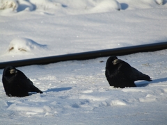 Corvus frugilegus