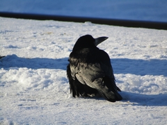 Corvus frugilegus