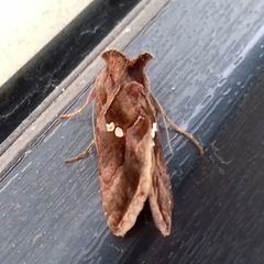 Chrysodeixis chalcites