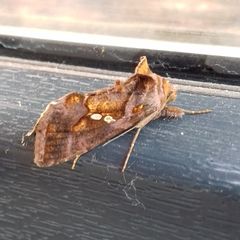 Chrysodeixis chalcites