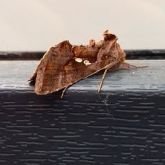 Chrysodeixis chalcites