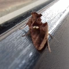 Chrysodeixis chalcites