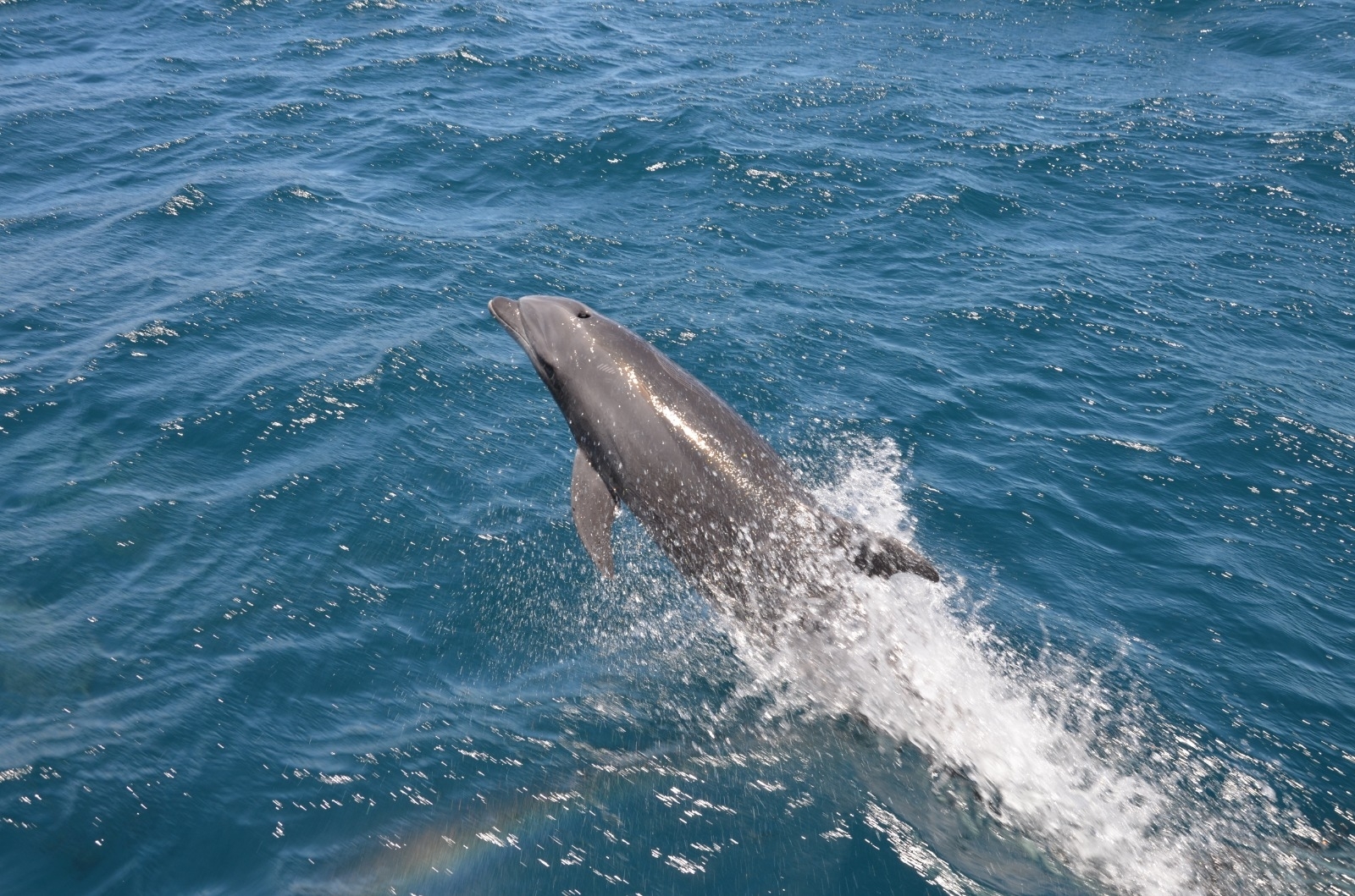 Tursiops truncatus<br>14 November, 2024