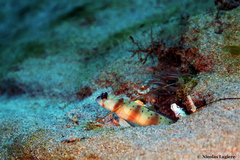 Amblyeleotris arcupinna