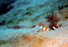 Amblyeleotris arcupinna