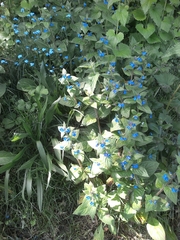 Pentaglottis sempervirens